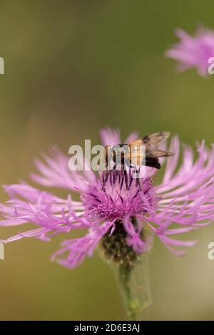 Schwebeflug auf Thistle, Nahaufnahme, natürlicher Bokeh-Hintergrund, Finnland Stockfoto