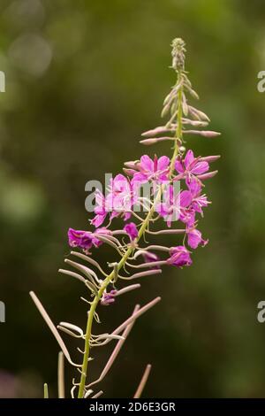 Chamaenerion angustifolium, Rosebay Willowherb, Feuerkraut dunkel natürlichen Bokeh Hintergrund Stockfoto