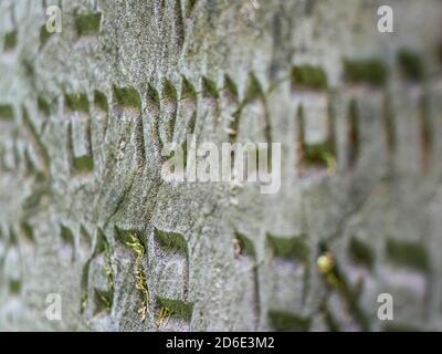 Gravur auf dem alten jüdischen Grabstein in Przemysl Polen Stockfoto