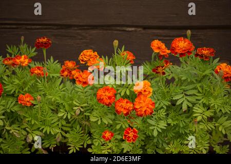 Ringelblumen an der dunklen Holzwand Stockfoto