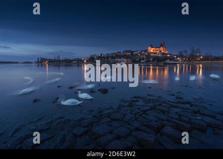 breisach am rhein im Abendlicht, im Vordergrund Schwäne Stockfoto