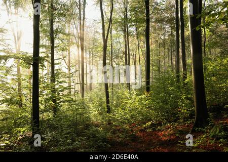 Buche im Herbstwald an einem nebligen Morgen Stockfoto