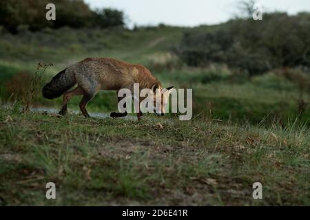 Junger Fuchs Stockfoto