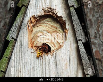 Hornissen nisten in einem Nistkasten Stockfoto
