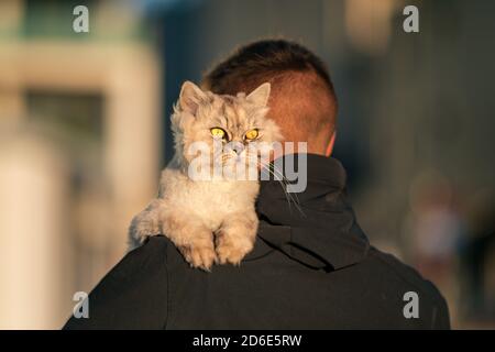 Mann hält gepflegte reinrassige Katze auf der Schulter draußen auf dem Sonnenuntergang. Haustier mit Eigentümer Stockfoto