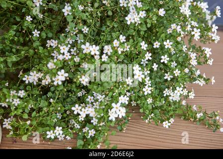 Weiße Bacopa Blüten im Blumentopf Stockfoto