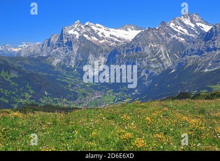 Blühende Bergwiese auf den Männlichen mit Blick auf Grindelwald, Wetterhorn (3692m) und Schreckhorn (4078m), Wengen, Jungfrau Region, Berner Oberland, Kanton Bern, UNESCO Weltkulturerbe, Schweiz Stockfoto