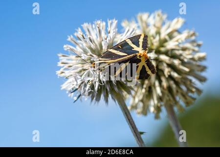 Der Jerseytiger, ein braun-gelb gestreifter, dreieckiger Schmetterling, der auf einer blassen Globendistel sitzt und sich am sonnigen Sommertag am Nektar ernährt. Stockfoto