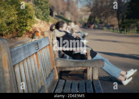 Der kleine Vogel sitzt auf der Holzbank im Park. Kleiner Robin Vogel. Rotbrust. Menschen ruhen im Hintergrund unscharfen Hintergrund. Princes Street Gardens, Edinburgh Stockfoto