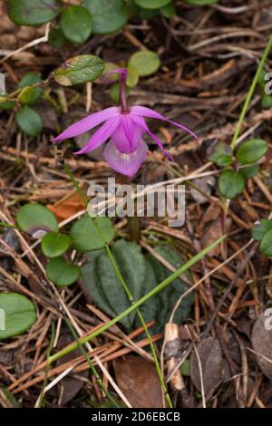 Schöner rosa Feenschuh, Calypso bulbosa mit einem Blatt, das in einem alten Taiga-Wald, Nordeuropa, blüht. Stockfoto