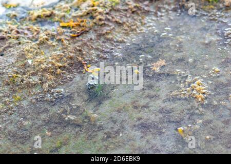 Europäische grüne Krabbe hindert in einem flachen Teich zwischen roten, gelben und grünen Algen, Shore Crab carcinus maenus in üblichen Lebensraum Stockfoto