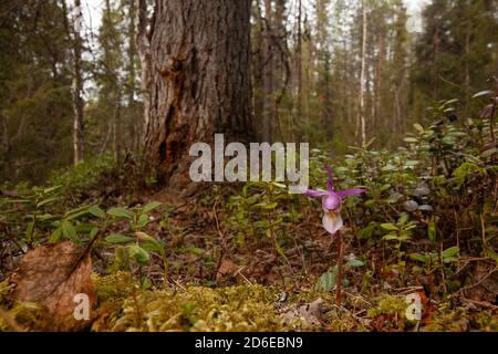 Schöne und seltene Nordblume Calypso Orchidee, Calypso bulbosa blüht in üppigen sommerlichen Taiga Wald, Oulanka Nationalpark. Stockfoto