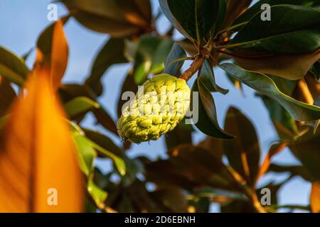 Frucht der Magnolie grandiflora noch grün auf dem Baum Stockfoto