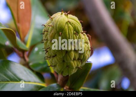 Frucht der Magnolie grandiflora noch grün auf dem Baum Stockfoto