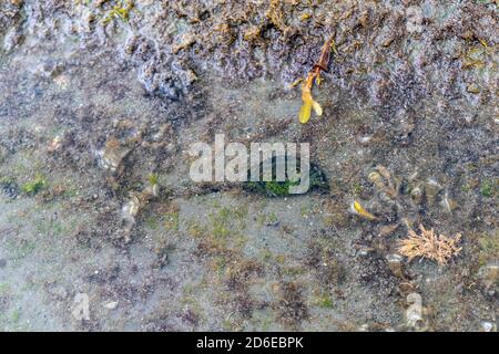 Europäische grüne Krabbe hindert in einem flachen Teich zwischen roten, gelben und grünen Algen, Shore Crab carcinus maenus in üblichen Lebensraum Stockfoto