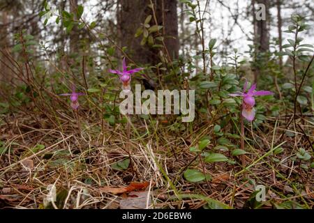 Schöne und seltene Nordblume Calypso Orchidee, Calypso bulbosa blüht in üppigen sommerlichen Taiga Wald, Oulanka Nationalpark. Stockfoto