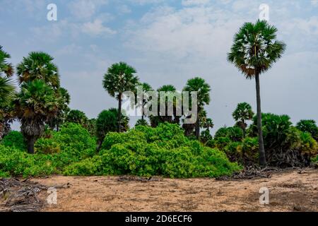 Palmen in der Nähe Blick mit Cashew Bäume sehen super aus. Stockfoto