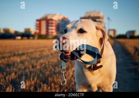 Hund hält Leine im Mund. Labrador Retriever läuft auf dem Weg gegen die Stadt während des Sonnenuntergangs. Stockfoto