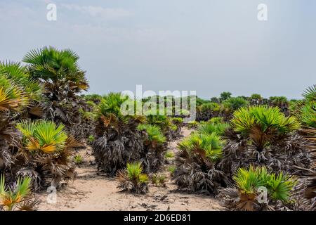 Kleine Palmen Sträucher in Sandfeldern in der Nähe von Strand sieht super tagsüber. Stockfoto