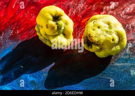 Zwei gelbe Quitten auf rot-blauem Hintergrund. Nahaufnahme Stockfoto