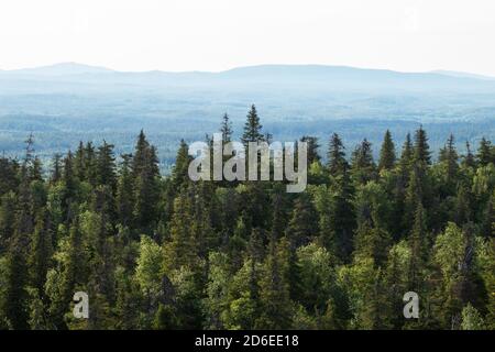Blick auf den sommerlichen Taiga-Wald mit Hügeln und Bergen, aufgenommen vom Valtavaara-Hügel bei Kuusamo, finnische Natur, Nordeuropa. Stockfoto