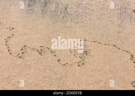 Sandkreis solide Nahsicht von Seemögeln in der Nähe von Strand gemacht. Stockfoto