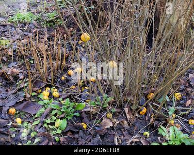 Früchte der japanischen Quitte (Chaenomeles japonica) Wird im Winter als gefallene Frucht verwendet Stockfoto