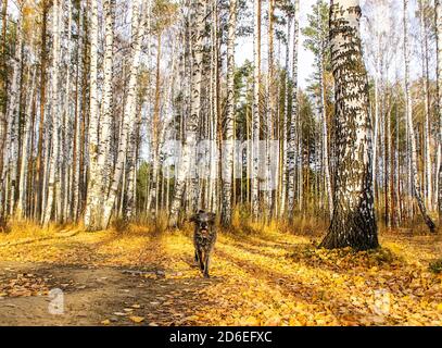 Niedlicher flauschiger grauer Hund, der aus dem Herbstwald auf gefallenen gelben Blättern läuft, gemischter Hund läuft Stockfoto