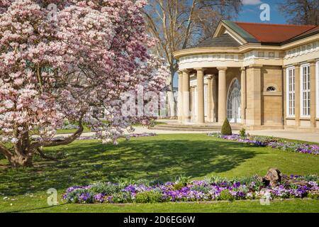 Kurhaus, Bad Cannstatt, Magnolienblüte, Stuttgart, Baden-Württemberg Deutschland Stockfoto