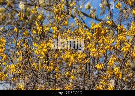 TUI (Prosthemadera novaeseelandiae) in Kowhai Tree (Sophora microphylla) Stockfoto