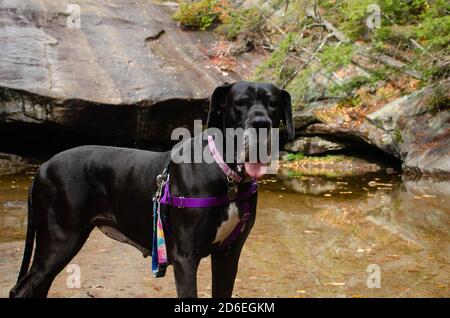 Schwarze Dogge Abenteuer in den Bergen Stockfoto