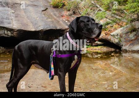 Schwarze Dogge Abenteuer in den Bergen Stockfoto