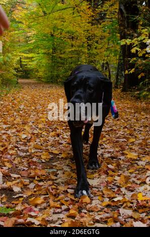 Schwarze Dogge Abenteuer in den Bergen Stockfoto