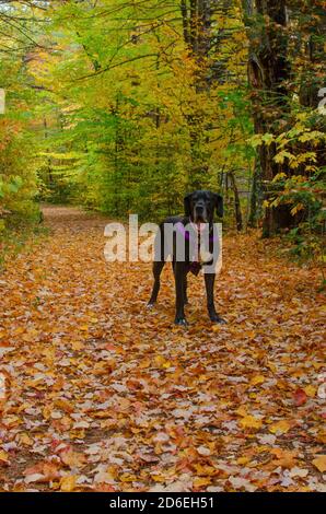 Schwarze Dogge Abenteuer in den Bergen Stockfoto