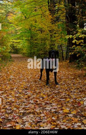 Schwarze Dogge Abenteuer in den Bergen Stockfoto