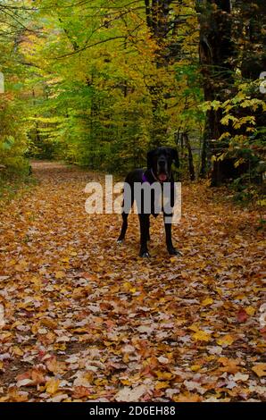 Schwarze Dogge Abenteuer in den Bergen Stockfoto