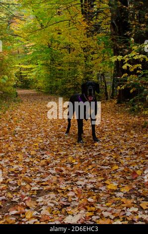 Schwarze Dogge Abenteuer in den Bergen Stockfoto