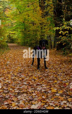 Schwarze Dogge Abenteuer in den Bergen Stockfoto