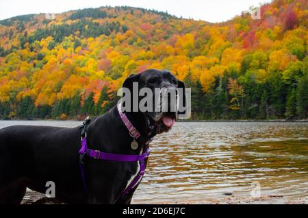 Schwarze Dogge Abenteuer in den Bergen Stockfoto