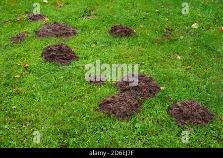 Rasen durch einen Maulwurf beschädigt. Erdhügel zeigen das Vorhandensein der unterirdischen Gänge des Säugetiers an. Stockfoto
