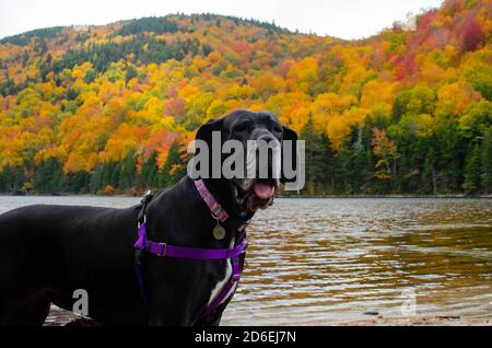 Schwarze Dogge Abenteuer in den Bergen Stockfoto