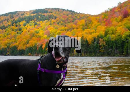 Schwarze Dogge Abenteuer in den Bergen Stockfoto