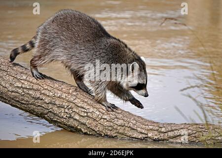 Waschbär, (Procyon lotor), Junge, Frankreich Stockfoto