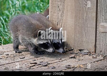 Waschbären, (Procyon lotor), Jungtiere, Frankreich Stockfoto