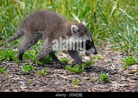 Waschbär, (Procyon lotor), Junge, Frankreich Stockfoto