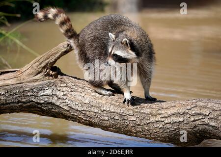 Waschbär, (Procyon lotor), Junge, Frankreich Stockfoto