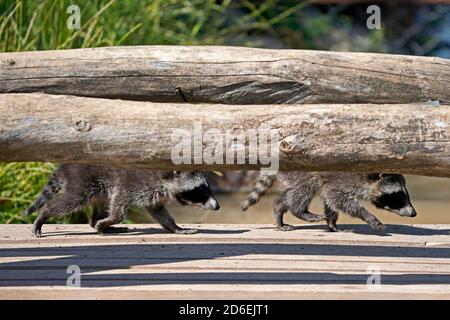 Waschbären, (Procyon lotor), Jungtiere, Frankreich Stockfoto