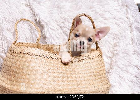 Glücklicher Hund chihuahua Welpe zeigt kleine Zunge sitzt in Wicker Korb auf weißem Hintergrund und Blick auf die Kamera Stockfoto