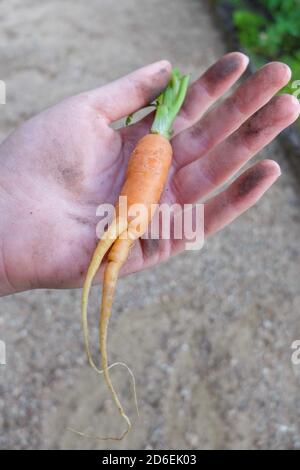 Zweibeinige Karotte (Daucus carota ssp. Sativus), Bodenverdichtung führt zu 'multilegged' Stockfoto