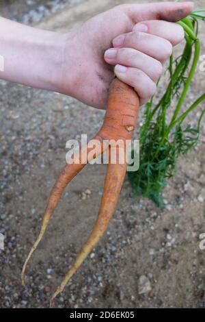 Zweibeinige Karotte (Daucus carota ssp. Sativus), Bodenverdichtung führt zu 'multilegged' Stockfoto